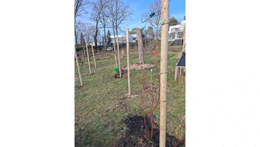 Rekken voor frambozen en bramen