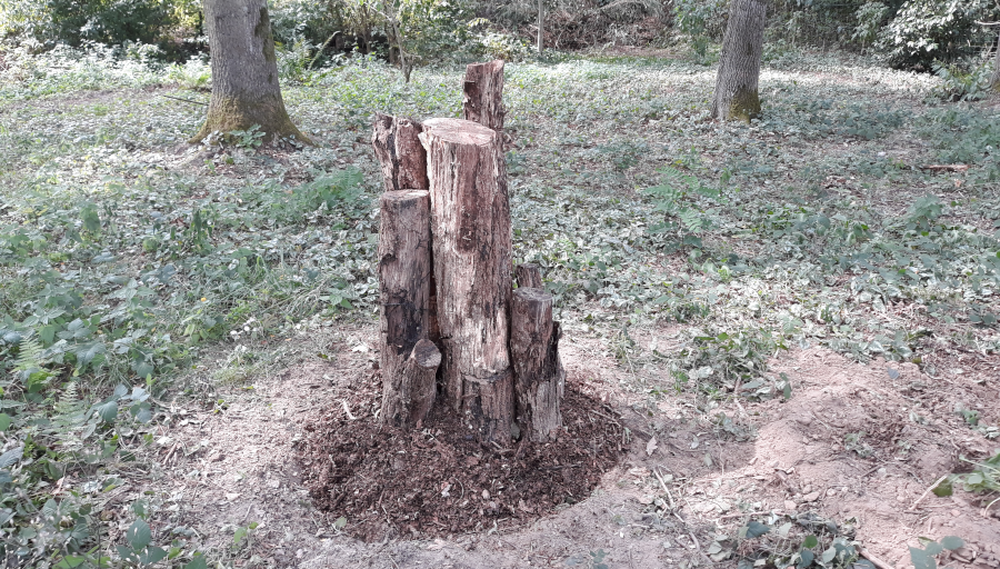 Een broedplaats voor het vliegend hert: hoe pak je dat aan?
