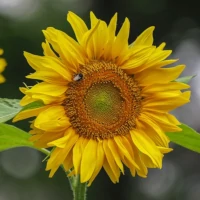 link naar blog: Zonnebloem: een stralend hart in de grenstuin